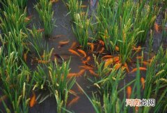 为什么稻田养鱼会稻壮鱼肥
