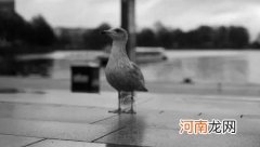 为什么光亮容易使鸟失眠？