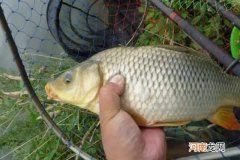 夏天征服鲤鱼还得用这钓法，一天不试特难受
