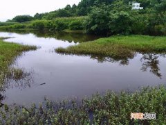 夏季钓鲢鳙总是锚鱼，老钓友告诉你问题出哪里