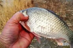 热天只要有这鲫鱼饵，不管在哪都能钓过瘾，