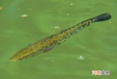 黑鱼钓法大盘点，这3种钓法中，你认为哪种比较好