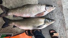 浮钓草鱼新方式，装备简单易携带