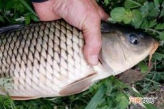 说一千道一万，热天我只服这鲤鱼钓法