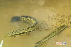 夏天一用这黑鱼钓法，天气再热，鱼护十有八九都会爆满