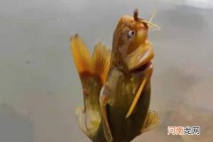 说实话，收拾黄辣丁我只服这钓法