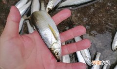 钓白条不只是饵料腥就可以，想收获多这几点要掌握