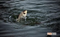 斤鲫真的越来越多了，不是吹牛，因为你没用这些私藏的绝招