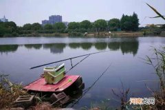 这鲤鱼钓法不是一般的好用