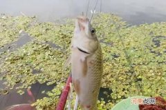 浮漂调钓时，掌握这几个小技巧，中鱼率高不空竿