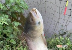 金版浮钓鲢鳙卖断货了？鱼少、技术差，再牛的饵料也白搭