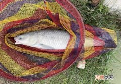 钓大鱼最实用的3种调漂方法，一看就能学会