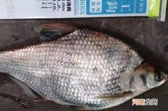 每逢夏季我必用这鳊鱼钓法