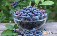 蓝莓浆果的功效与作用 吃蓝莓浆果的好处