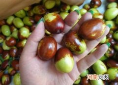 鸡心枣的功效与作用