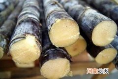 甘蔗怎么吃 甘蔗的食用方法