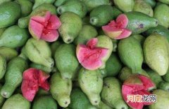 番石榴怎么吃 番石榴的食用方法大全