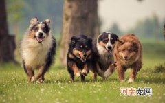 ?带宠物出国全攻略 携宠离境至少提前一周进行检疫