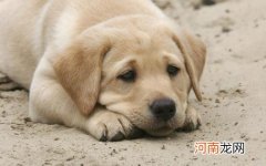 ?狗狗经常叹气是否是因心情不好 不要忽视狗狗的叹气