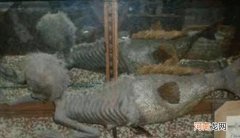 1975年那场搜捕从海里捞出来的生物是美人鱼吗？