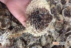 刺鱼皮的功效和作用 刺龟皮的药用价值