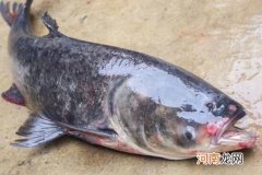 胖头鱼的营养价值与功效