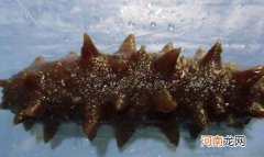 金沙参和海参的区别 金沙参的功效