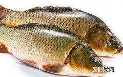 鲤鱼和草鱼的区别