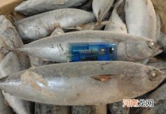 炮弹鱼什么人不能吃 炮弹鱼的最佳吃法