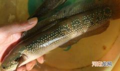 七星鱼和黑鱼的区别