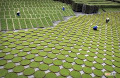 多酚类物质的变化与白茶品质的形成