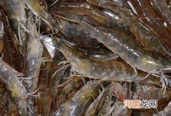 基围虾的营养价值 吃基围虾的好处
