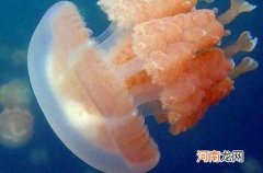 海蜇和水母的区别