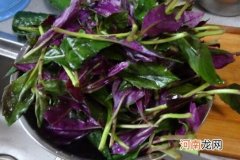 观音菜的食用注意事项和禁忌