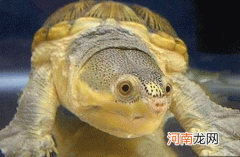 窄桥蛋龟为何深受人们的喜爱?呆萌的高颜值外形俘获了大批养龟玩家的心