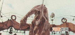日本1977年海怪尸体事件,海怪真的存在吗?