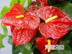 礼仪花卉的应用形式有哪些？礼仪花卉五种常用应用形式