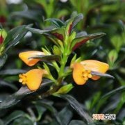 4种吊兰，美不胜收，各有各的美，新手养一盆也简单