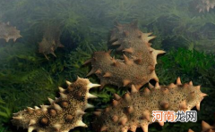 海参怎么分辨野生和养殖？海参怎么吃最有营养？