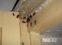 蟑螂怎么消灭？教你3个灭蟑螂最有效的方法！