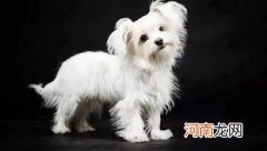 宠物狗狗几岁是中年呢？