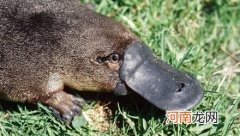 鸭嘴兽通过生蛋来繁衍后代？