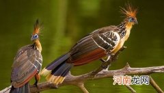 消化吸收最慢的鸟是哪一种？