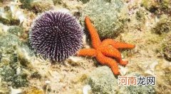 没有大脑的海星、海胆很笨吗？