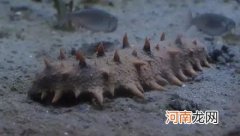 为何海参不冬眠反而夏眠？