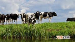 为什么大家都喝牛奶而不是猫奶狗奶猪奶