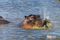 为什么河马的感觉器官都在头顶上