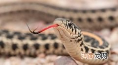 蛇用什么来感知环境？