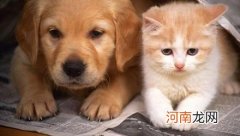 猫和狗谁更聪明？