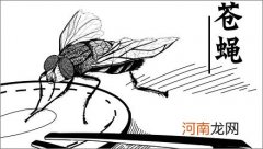 苍蝇为何自己不会被病菌感染？